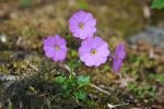 <i>Primula gambeliana </i>