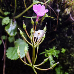<i>Primula pulchra </i>