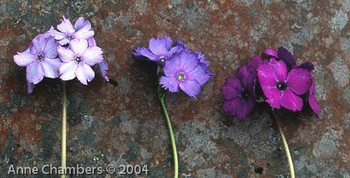 <i>Primula gambleana </i>