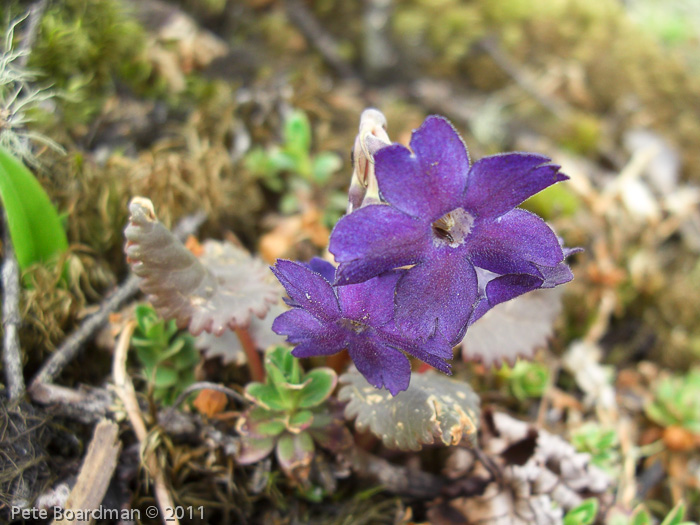 <i>Primula gambleana </i>