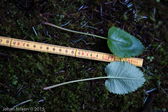 <i>Primula gambleana </i>