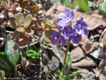 <i>Primula gambleana </i>