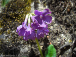 <i>Primula gambleana </i>