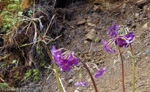 <i>Primula gambleana </i>