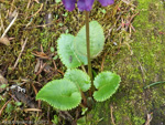 <i>Primula gambleana </i>