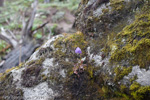 <i>Primula gambleana </i>