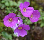 <i>Primula gambleana </i>