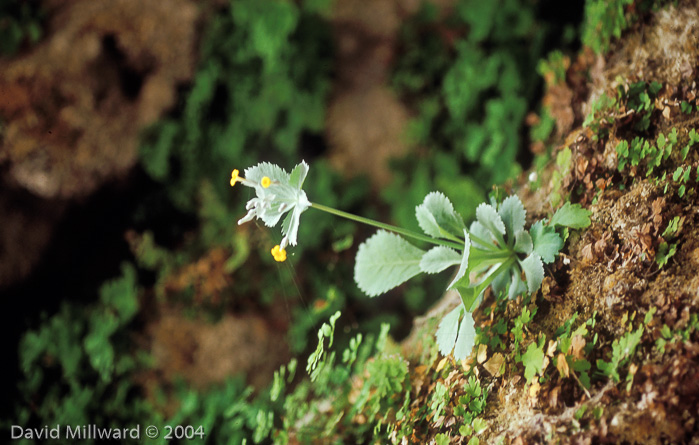<i>Primula gaubeana </i>