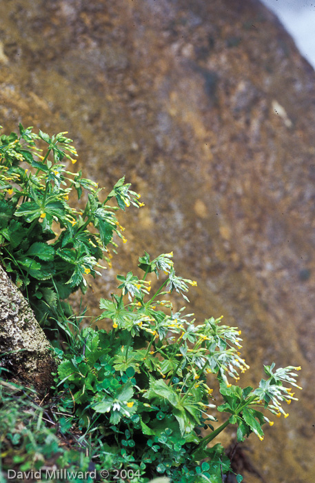 <i>Primula gaubeana </i>