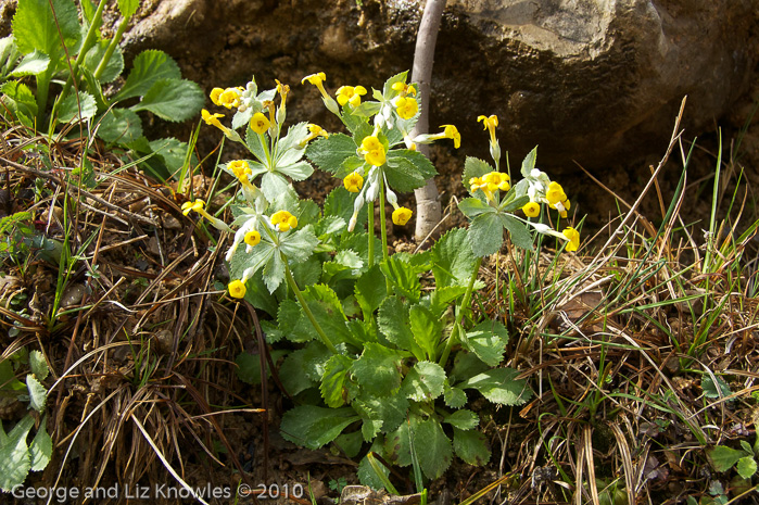 <i>Primula gaubeana </i>