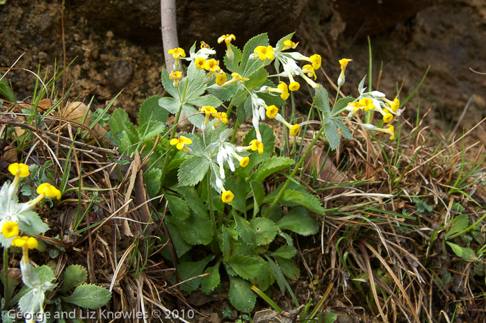 <i>Primula gaubeana </i>