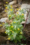 <i>Primula gaubeana </i>