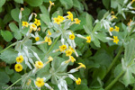 <i>Primula gaubeana </i>