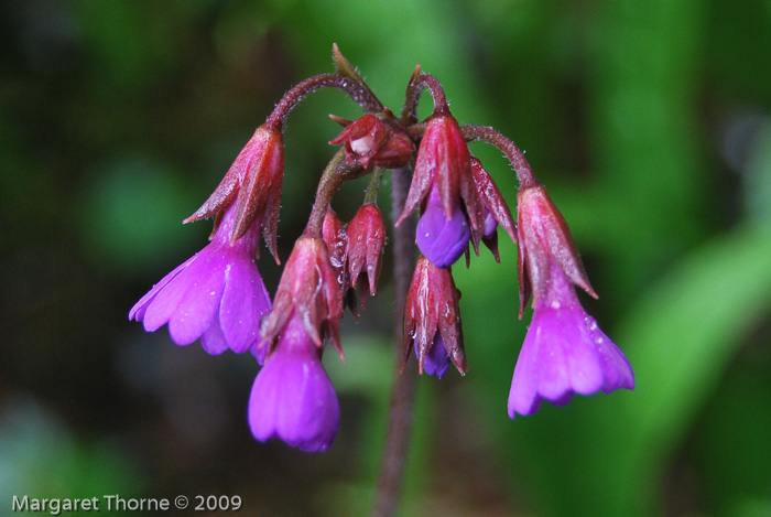 <i>Primula geraniifolia </i>