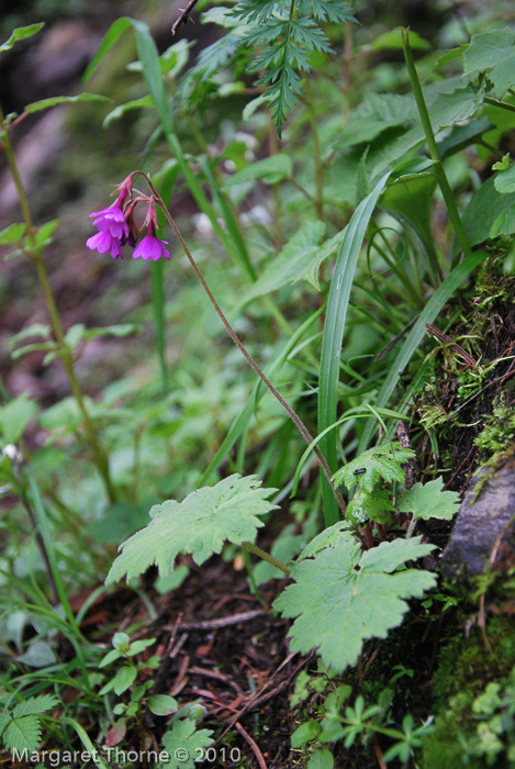 <i>Primula geraniifolia </i>