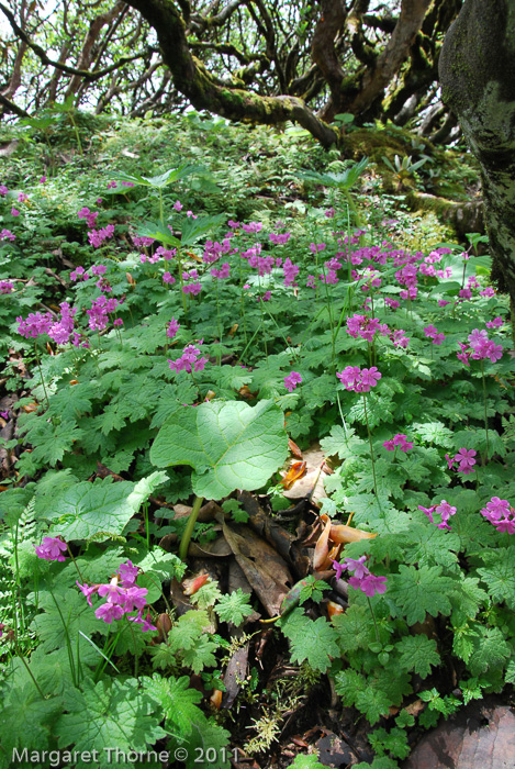 <i>Primula geraniifolia </i>