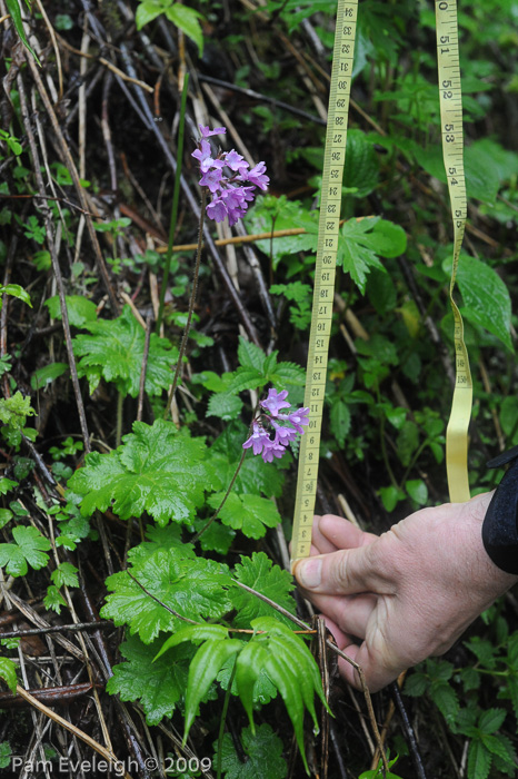 <i>Primula geraniifolia </i>