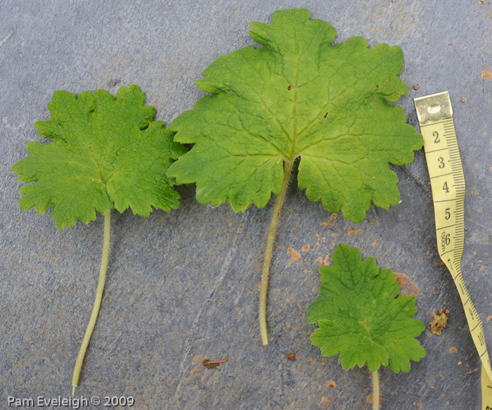 <i>Primula geraniifolia </i>