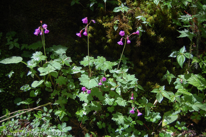 <i>Primula geraniifolia </i>