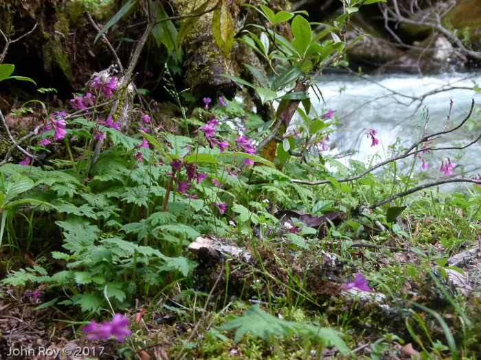 <i>Primula geraniifolia </i>