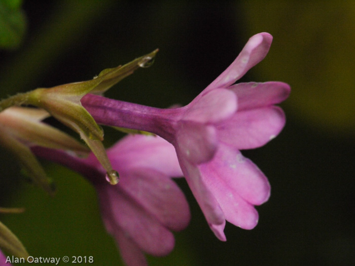 <i>Primula geraniifolia </i>