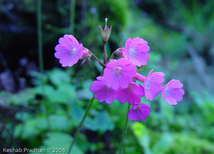 <i>Primula geraniifolia </i>