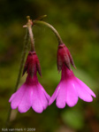 <i>Primula geraniifolia </i>