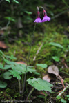<i>Primula geraniifolia </i>