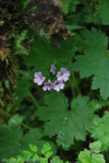 <i>Primula geraniifolia </i>
