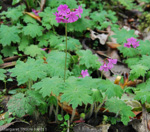 <i>Primula geraniifolia </i>