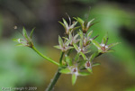 <i>Primula geraniifolia </i>