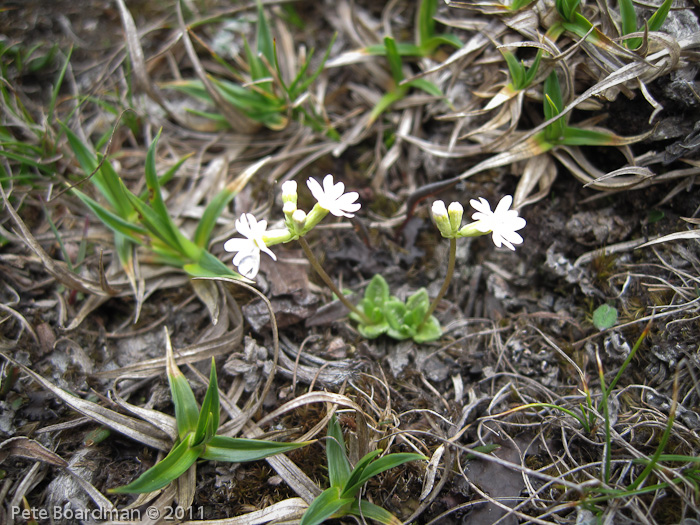 white form