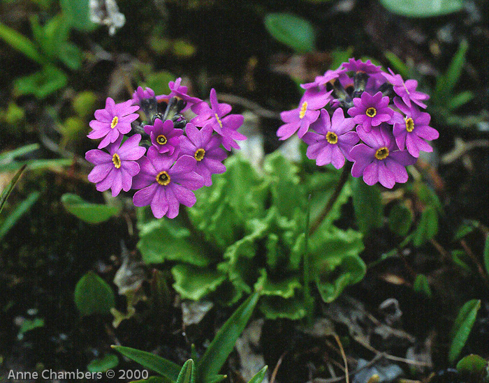 possibly P. kongboensis