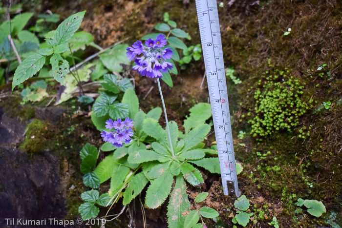 <i>Primula glomerata </i>