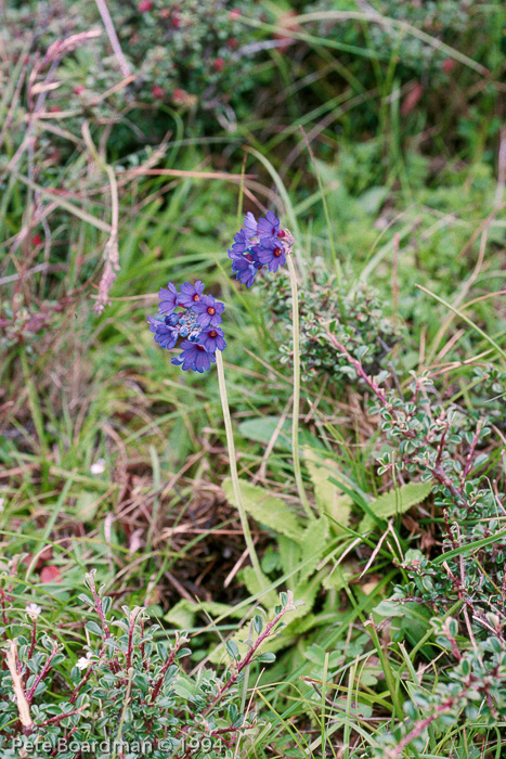 <i>Primula glomerata </i>