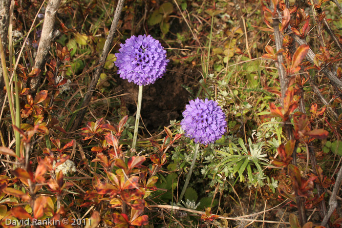 <i>Primula glomerata </i>