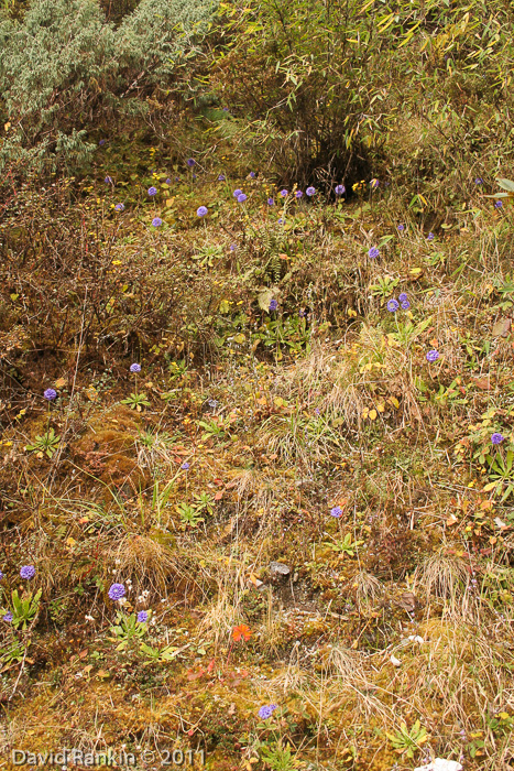 <i>Primula glomerata </i>