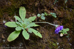 <i>Primula glomerata </i>