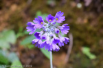 <i>Primula glomerata </i>