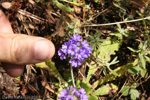 <i>Primula glomerata </i>