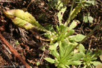 <i>Primula glomerata </i>