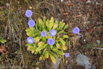 <i>Primula glomerata </i>