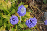 <i>Primula glomerata </i>