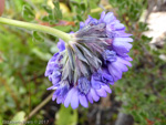 <i>Primula glomerata </i>