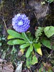 <i>Primula glomerata </i>