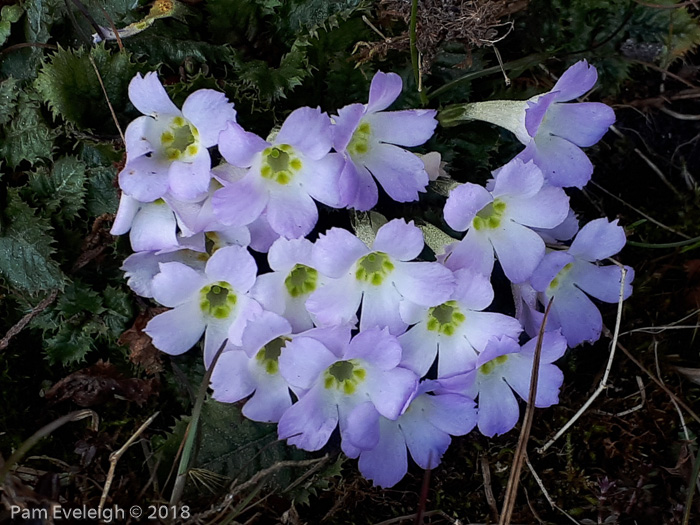 <i>Primula gracilipes </i>