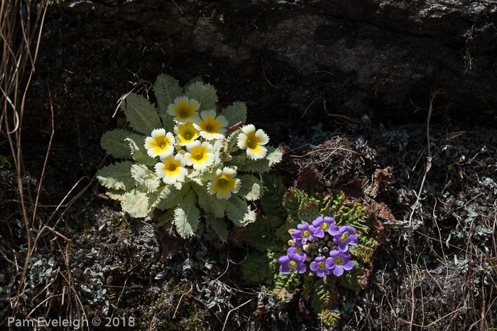 <i>Primula gracilipes </i>