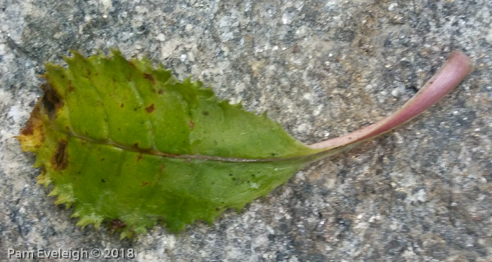 <i>Primula gracilipes </i>