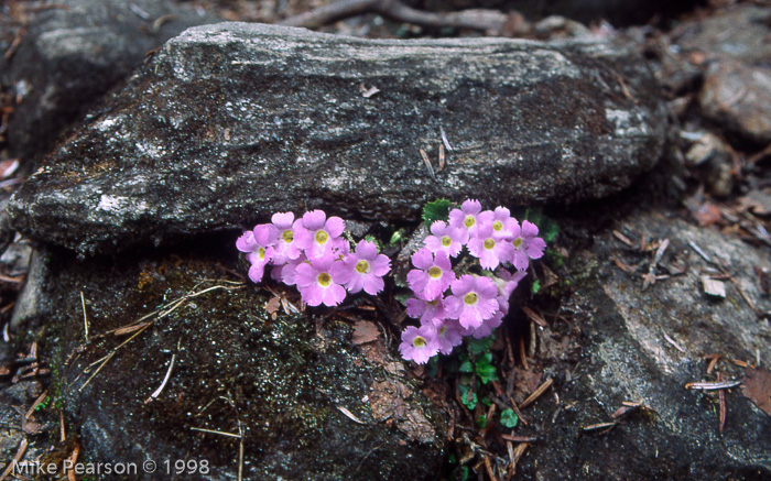 <i>Primula gracilipes </i>