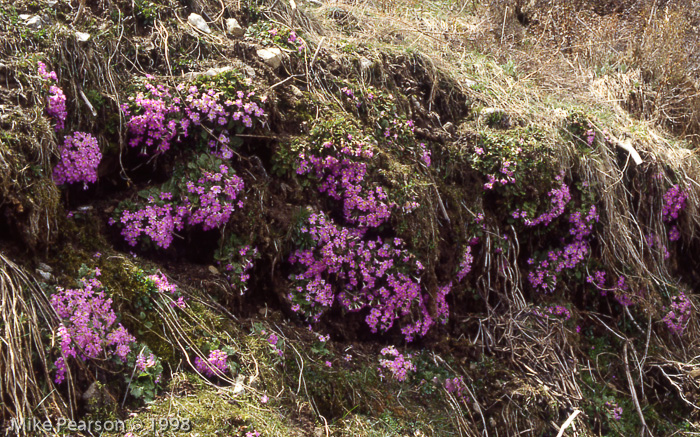 <i>Primula gracilipes </i>